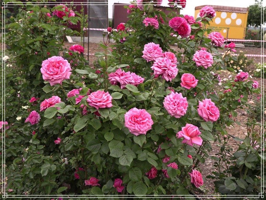 Romina róża wielkokwiatowa